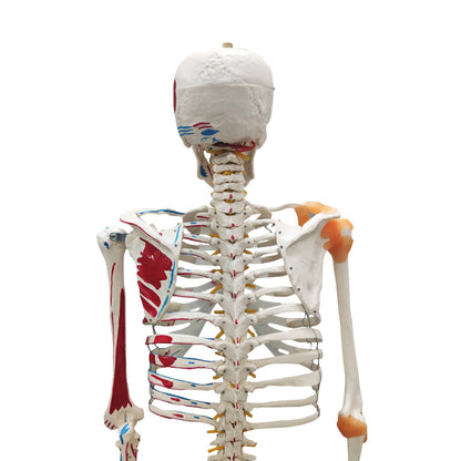 Life Size Medical Human Skeleton Model with Ligamen