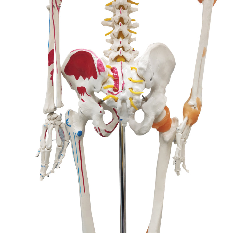 Life Size Medical Human Skeleton Model with Ligamen