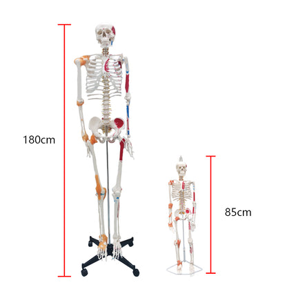 Life Size Medical Human Skeleton Model with Ligamen