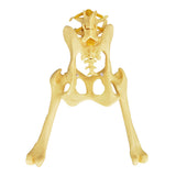 Pathological Canine Pelvis And Hip Joint Model