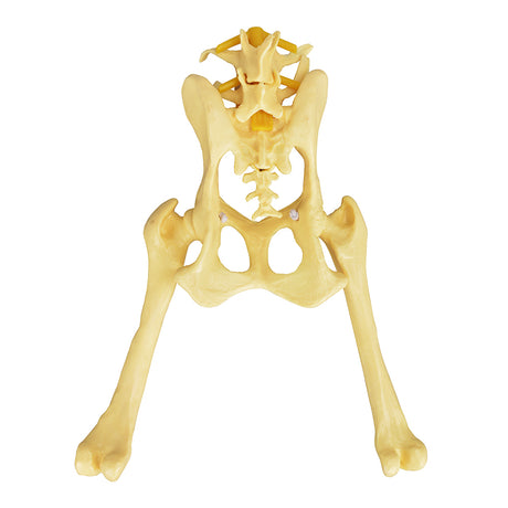 Pathological Canine Pelvis And Hip Joint Model