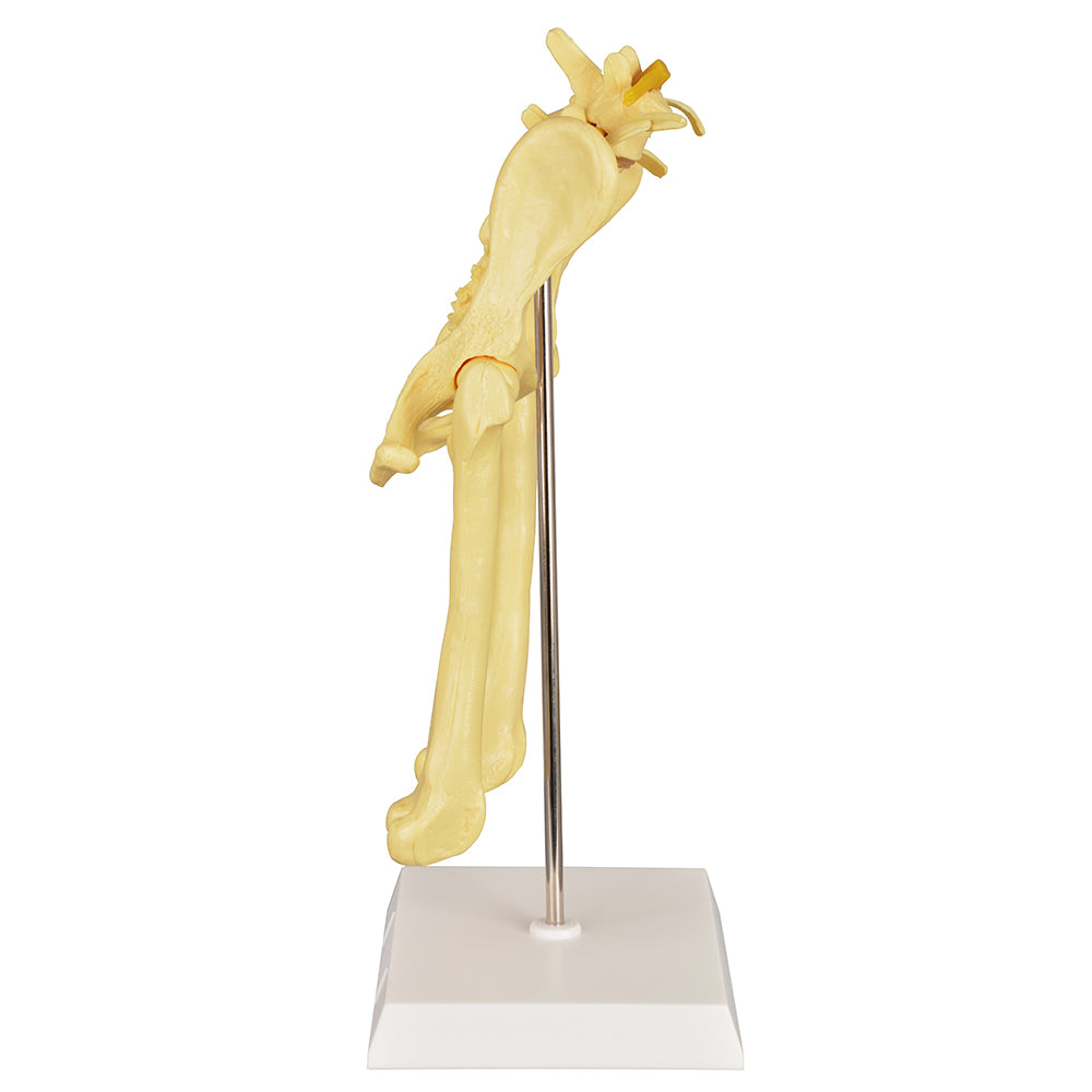 Realistic Canine Hip Joint Disease Demonstration Model