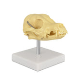 Realistic Dog Skull Model with Removable Display Base