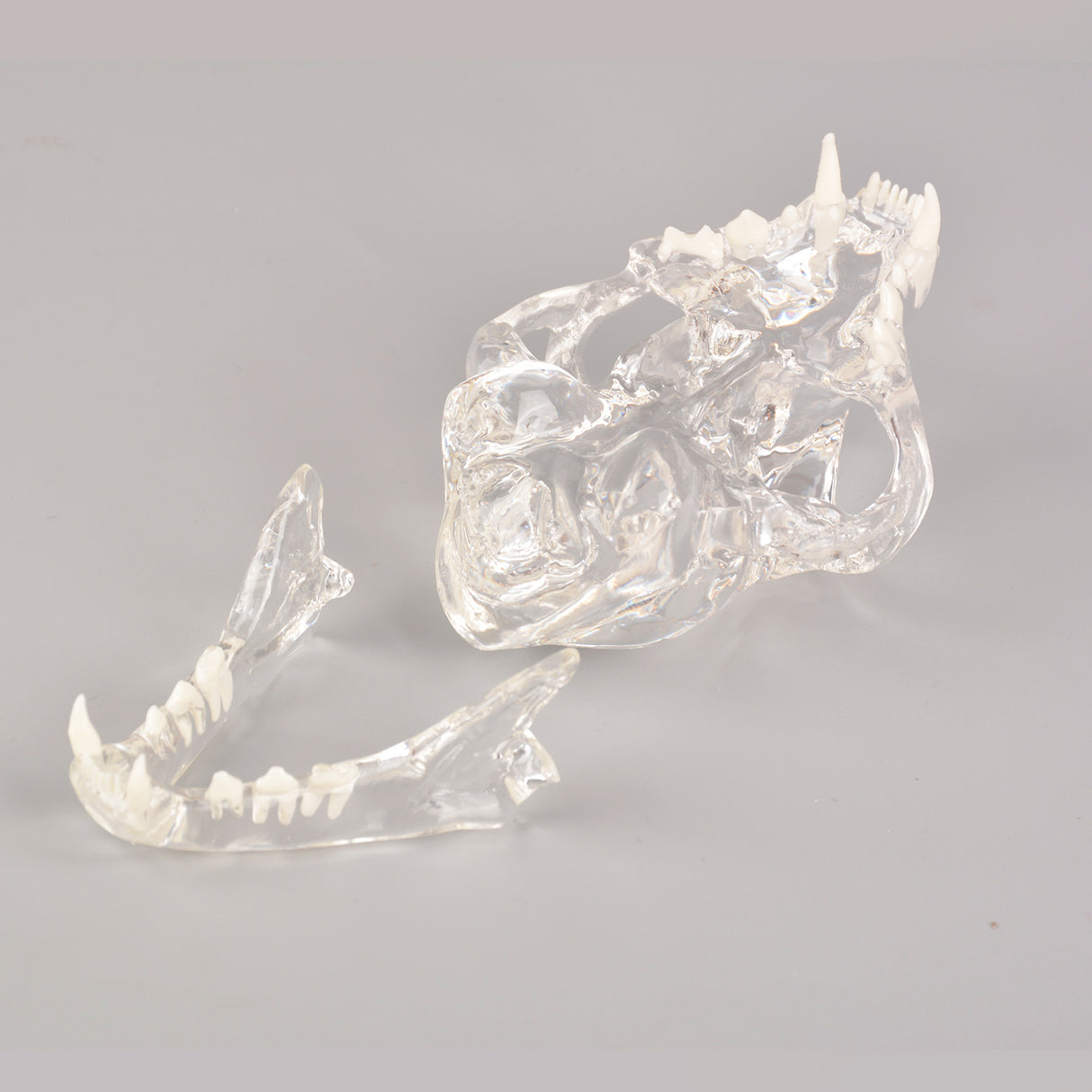 Removable Feline Teeth Anatomy Training Model