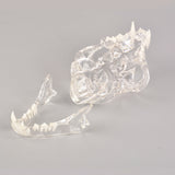 Removable Feline Teeth Anatomy Training Model