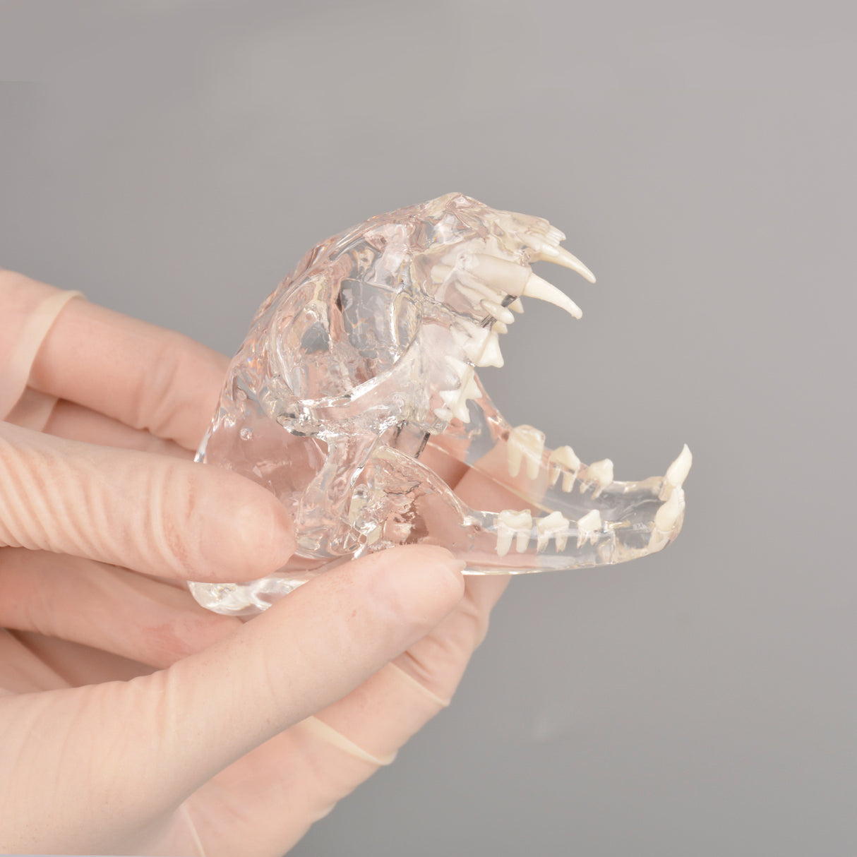 Transparent Cat Skull For Dental Education