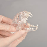 Transparent Cat Skull For Dental Education