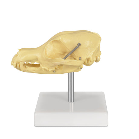 Veterinary Anatomy Canine Skull Teaching Model Detail