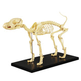 Veterinary Canine Bone Structure Educational Training Model