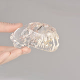 Veterinary Feline Dental Radiography Teaching Skull Model
