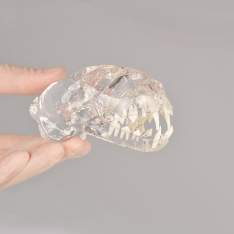 Veterinary Feline Dental Radiography Teaching Skull Model