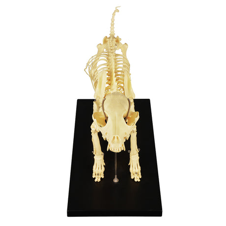 Veterinary Dog Skeleton Display Model For Anatomy Study