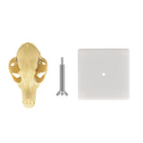 Veterinary Teaching Model Dog Skull Display Stand Included